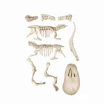Joc Educativ pentru copii Descopera Dinozaurul T-Rex Fosforescent, Stiinta si Joaca, 6 ani+ - imagine 3